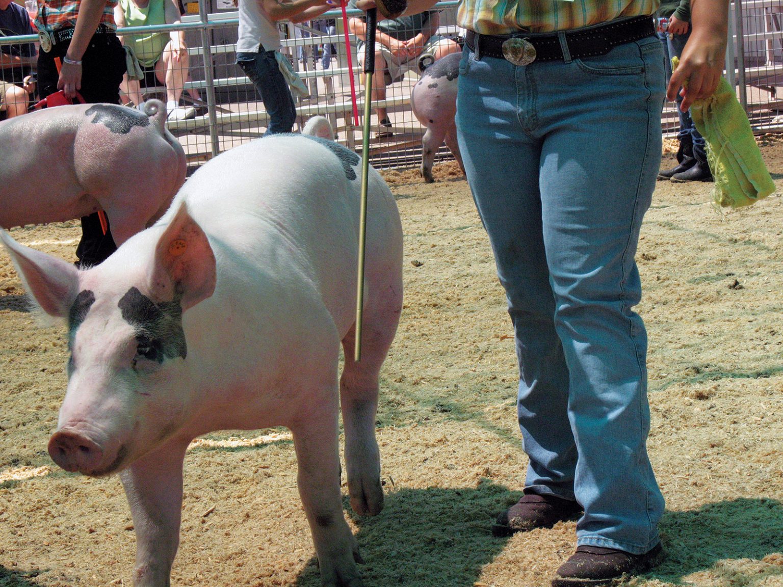 Buying a 4H Pig Making the Right Choice Countryside